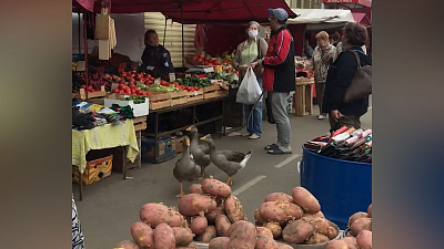 Прогулка гусей по Челябинску попала на видео