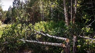 Прокуратура назвала вырубку деревьев в «Парковом» незаконной, заведено уголовное дело