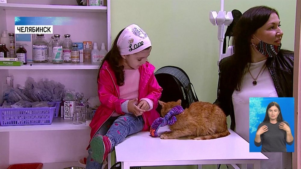 Челябинский кот Боб нашёл хозяев