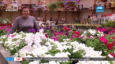 Руки садовода — как вырастить петунии