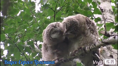 Свидание двух сов удалось снять на видео