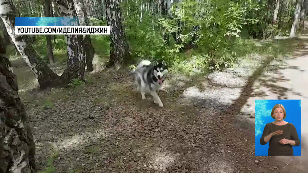 На карьере убили хаски на глазах у хозяйки