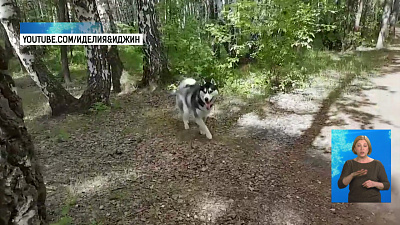 На карьере убили хаски на глазах у хозяйки