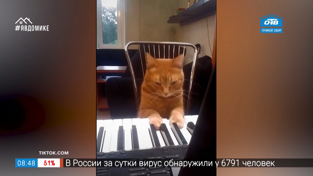 Все хвосты дома — кот-пианист