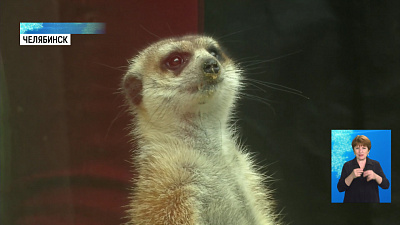 Челябинский зоопарк возобновляет работу