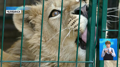 В отношении живодеров возбудили уголовное дело