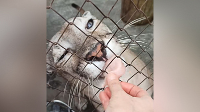 Горный лев Тося лакомится куриным филе