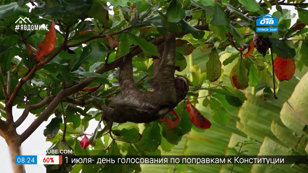 Читать — не перечитать — книги про тропики