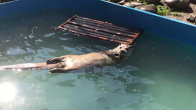 В Челябинском зоопарке выдра Машка принимает водные процедуры