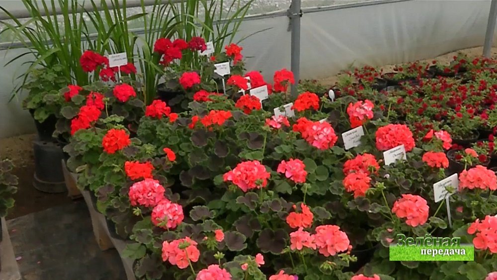 Зеленая передача 02.07.2020