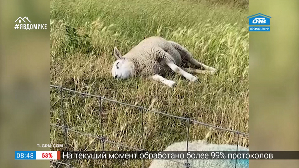 «Все хвосты дома» — обед овечки