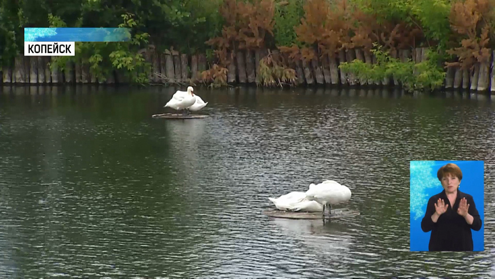 Копейским лебедям дали имена