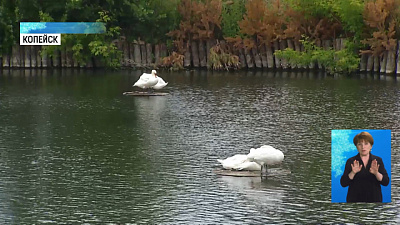 Копейским лебедям дали имена