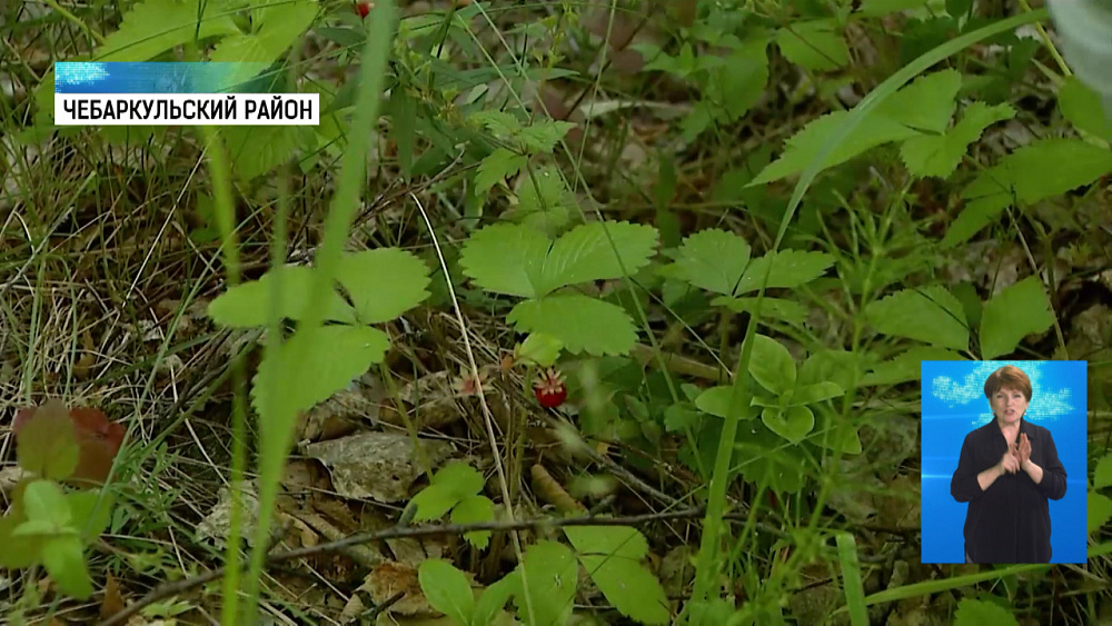 В южноуральских лесах появилась земляника