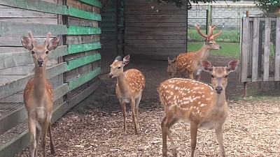 Пятнистые олени разговаривают с сотрудниками Челябинского зоопарка