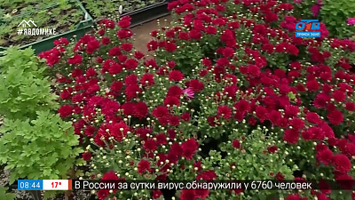 Руки садовода — как вырастит хризантемы