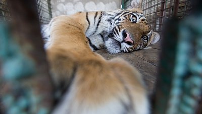 В Челябинской области планируют построить центр реабилитации для диких животных