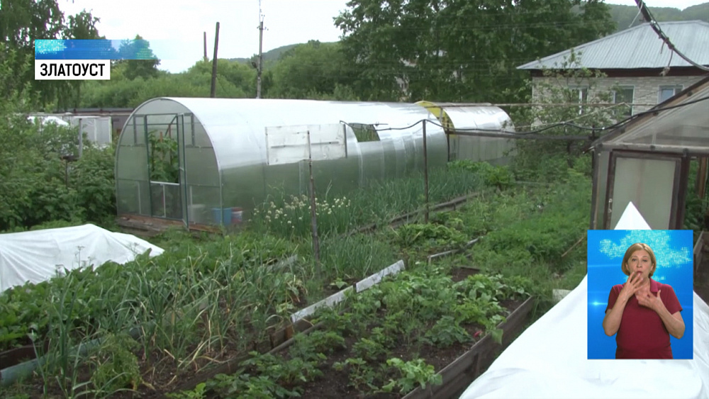 В Златоусте — нашествие дроздов