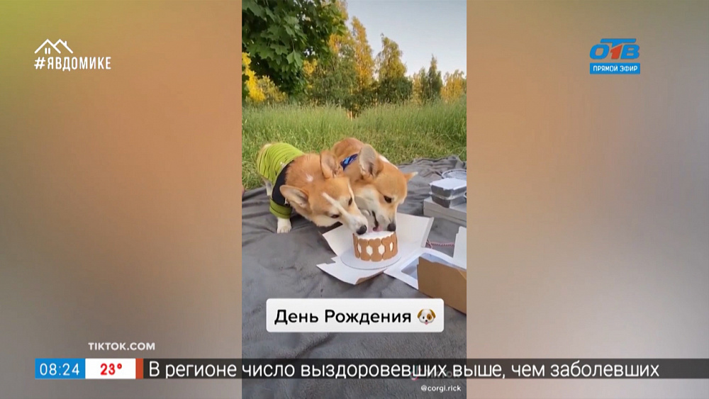 Все хвосты дома — вечеринка корги