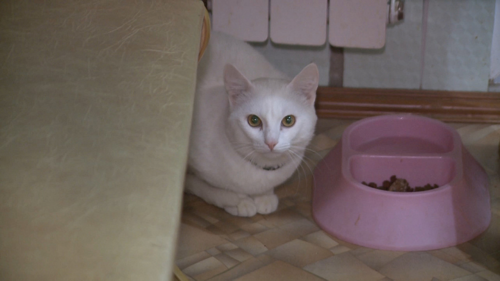 Жительница Миасса хочет через суд выселить соседского кота