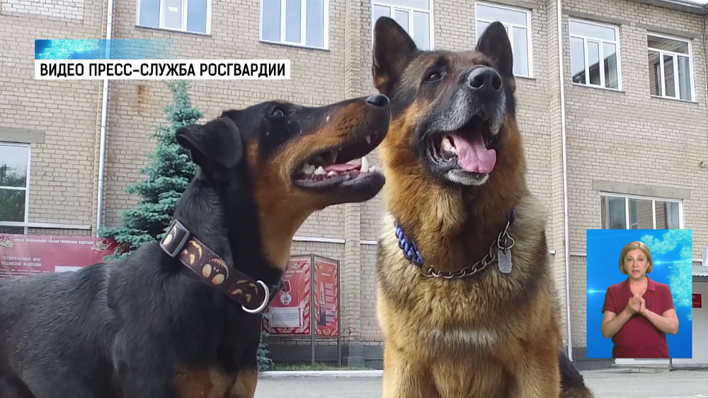 Пёс Фугас уходит на пенсию