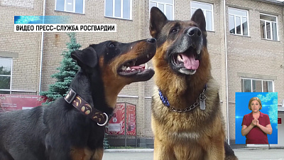 Пёс Фугас уходит на пенсию