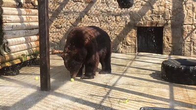 Сотрудники Челябинского зоопарка рассказывают, как животные спасаются от жары