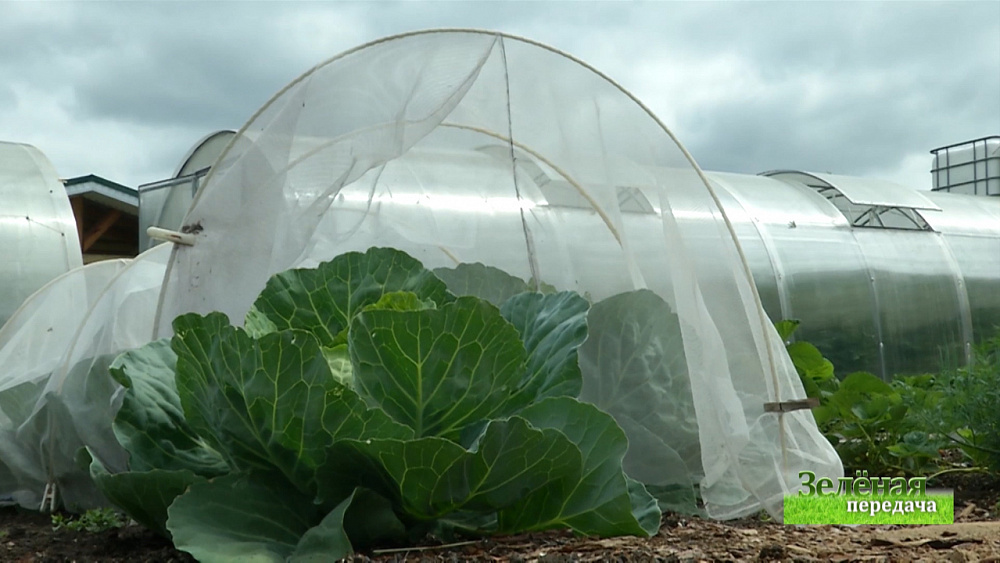 Зеленая передача 09.07.2020