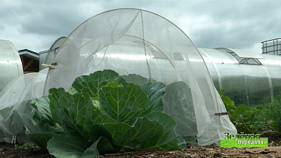 Зеленая передача 09.07.2020