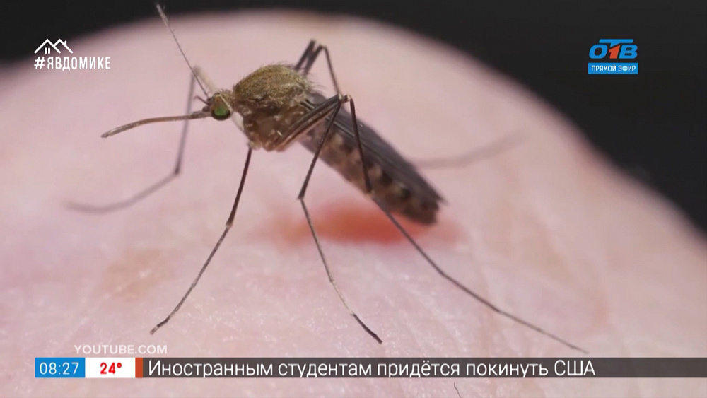 Сюжет «Что делать с комарами» — народные средства от комаров