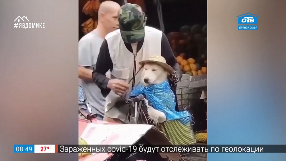 Все хвосты дома — белчонок-футболист