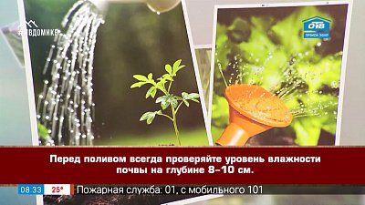 Руки садовода — правила полива