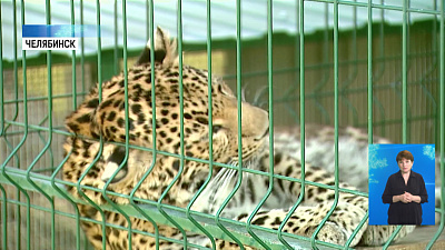 «Зелёная альтернатива» запускает челлендж