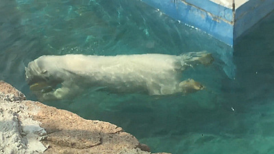 Белая медведица Айриша спасается от жары в собственном бассейне