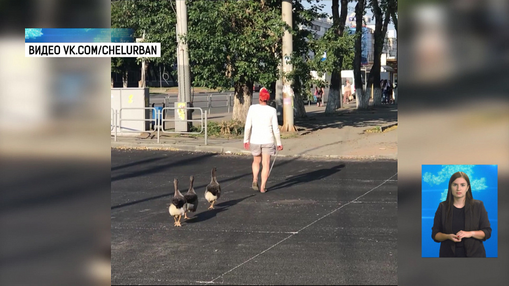 Челябинец выгуливает гусей