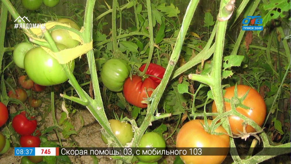 Руки садовода — Боремся с фитофторой