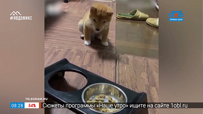 Все хвосты дома — плюшевый обжора