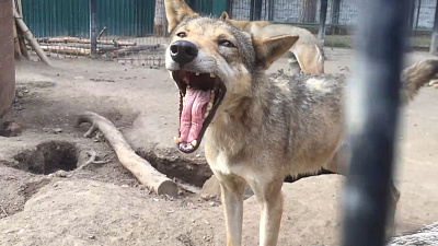 Массаж бочков делают волкам в зоопарке Челябинска