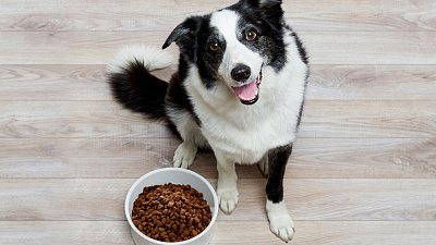 Корма Reflex Plus, Trendline сделают вашу собаку счастливой