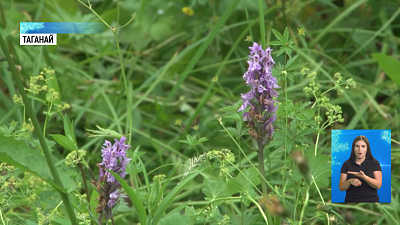 На Таганае распустились орхидеи