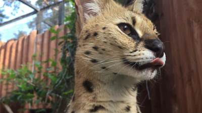 В Челябинском зоопарке сервал Симона полдничает свежей травой