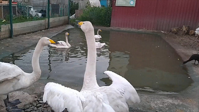 «В джазе только лебеди»: питомцы в приюте выступают под музыку