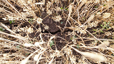 ﻿В районах Челябинской области вводят режим чрезвычайной ситуации по засухе