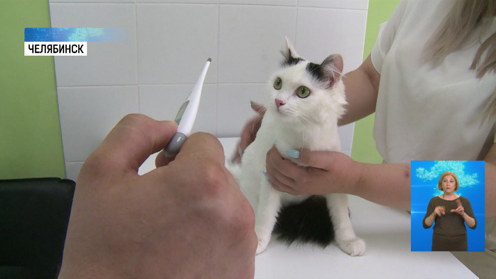 Как спасти животных от жары?