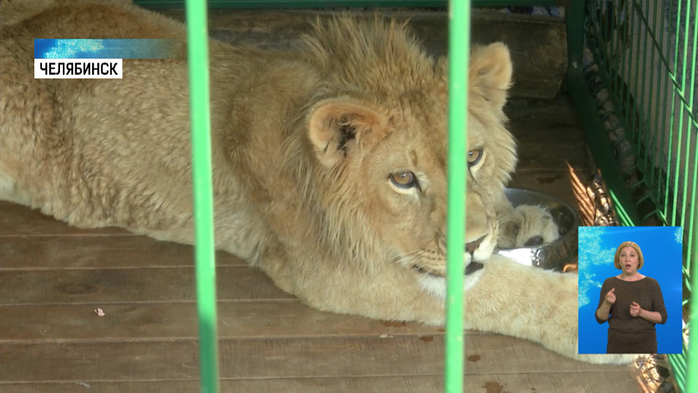 Львёнку Симбе наняли охрану