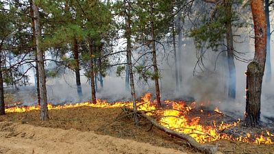 В Челябинской области горели сотни гектаров леса