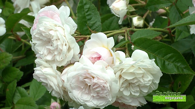 Зеленая передача 16.07.2020