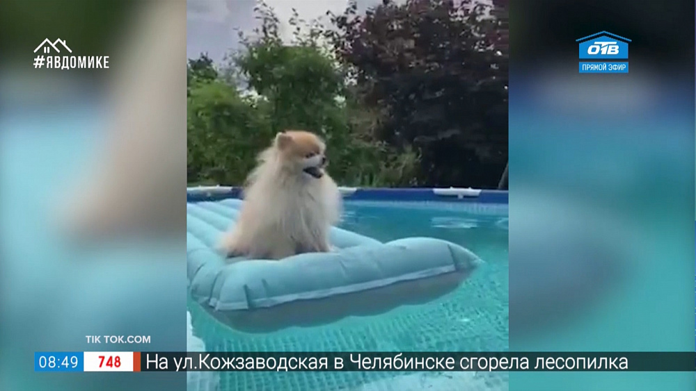 Все хвосты дома — шиншилла и вентилятор