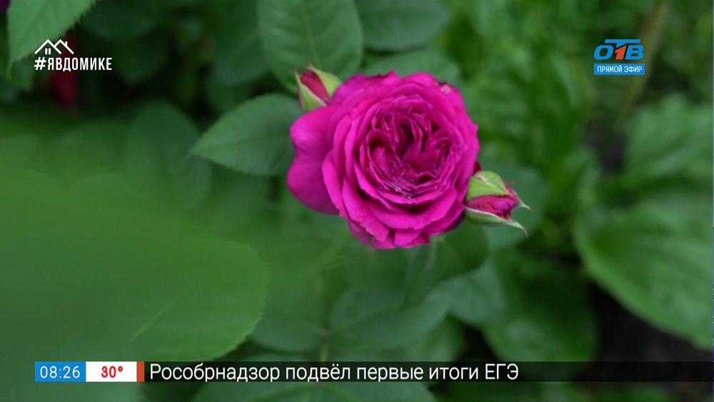 Руки садовода — как вырастить красивые розы