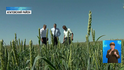 Посевы на юге региона засыхают